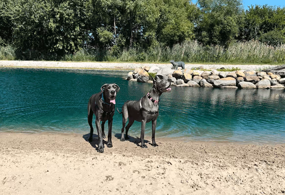 Ormond Beach Family YMCA Dog Park photo 2